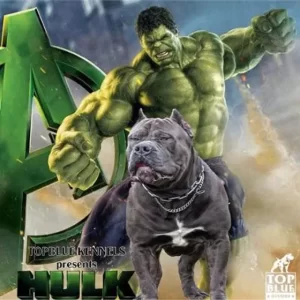 hulk banner